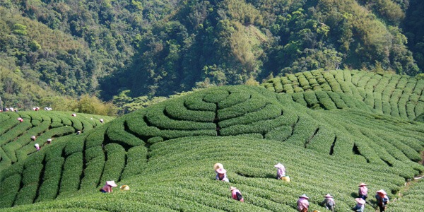 Pakua Tea Garden