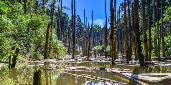 Wangyou Forest